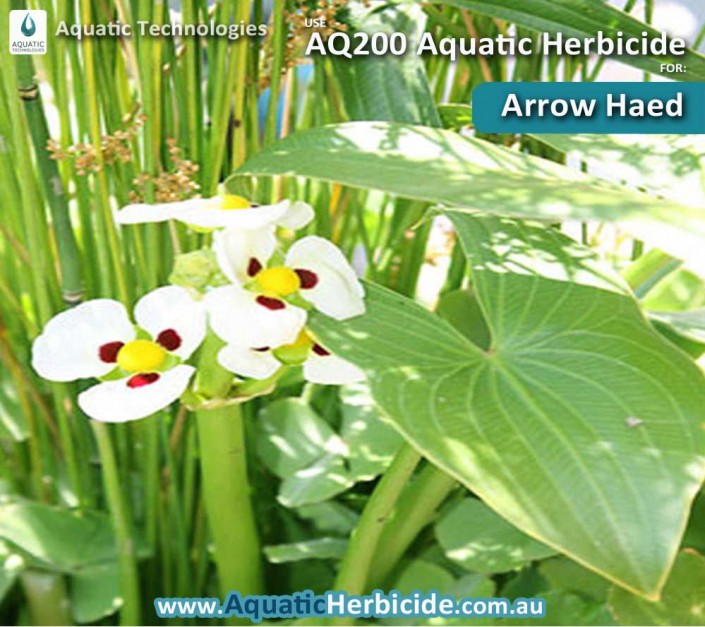 aquatic-technologies-herbicide-arrow-haed-03