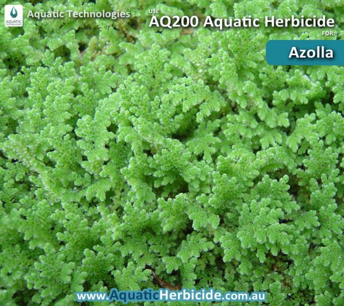 aquatic-technologies-herbicide-azolla-05