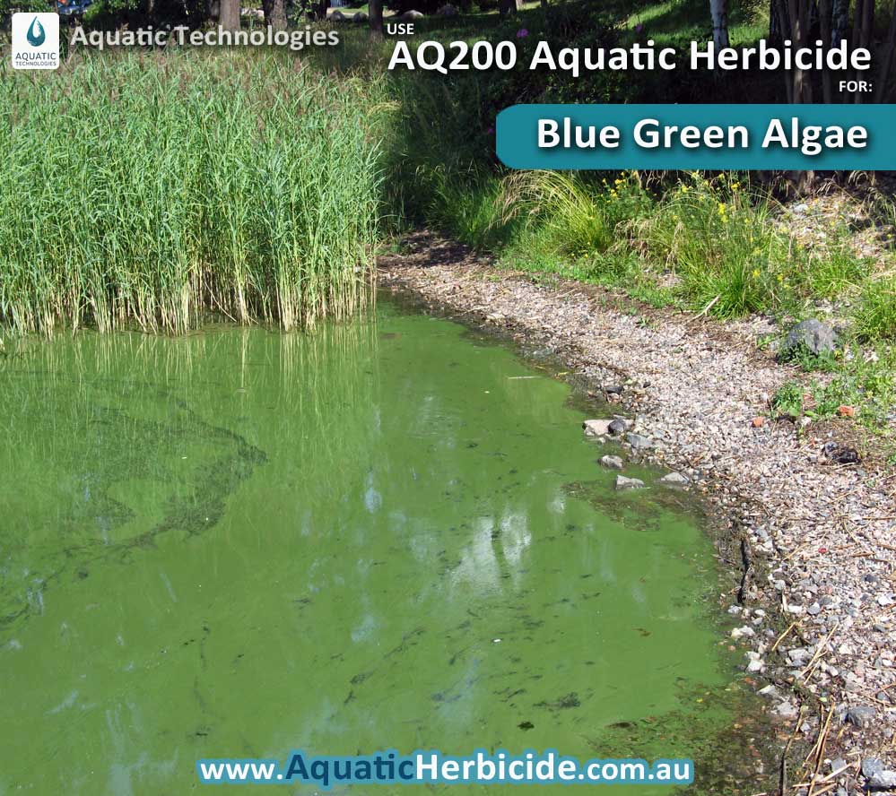 aquatictechnologiesherbicidebluegreenalgae03 Aquatic Weed Control