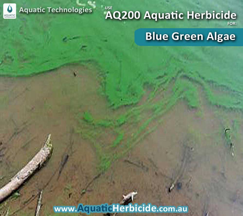aquatic-technologies-herbicide-blue-green-algae-04