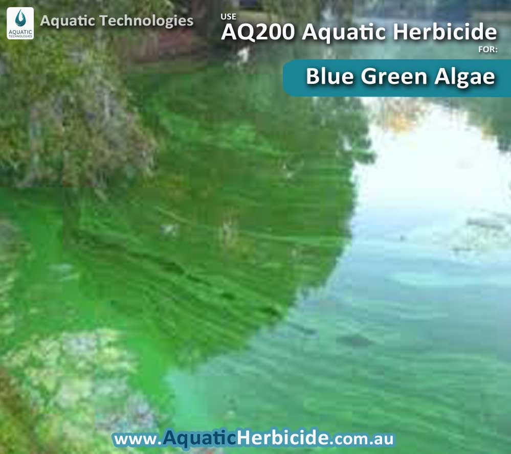 aquatic-technologies-herbicide-blue-green-algae-05