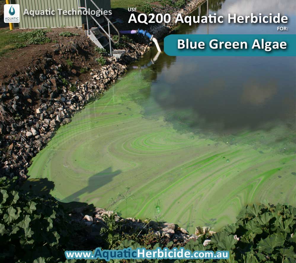 aquatic-technologies-herbicide-blue-green-algae-06