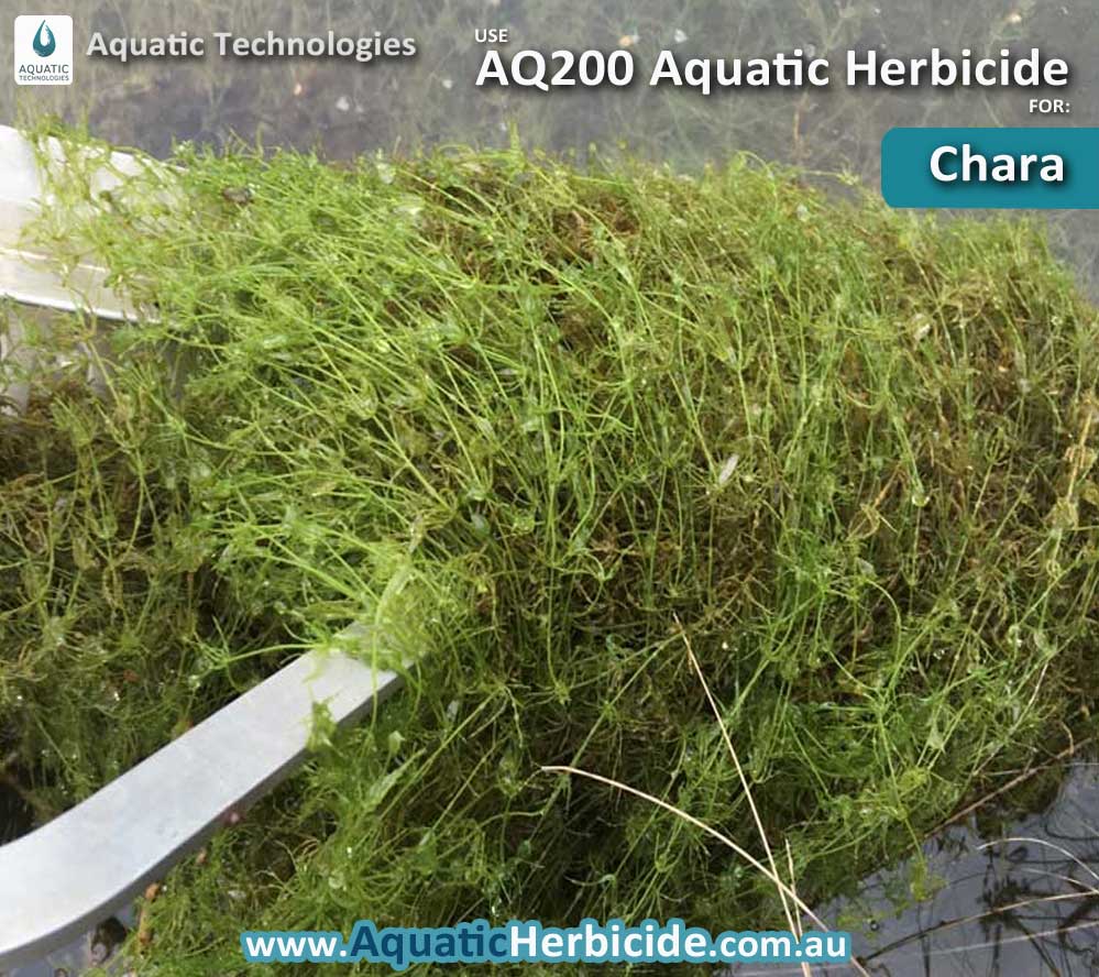 aquatic-technologies-herbicide-chara-02