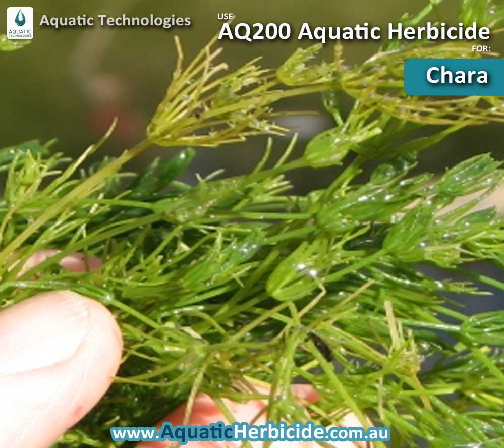 aquatictechnologiesherbicidechara04 Aquatic Weed Control