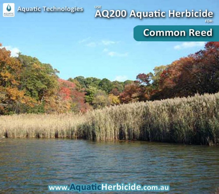 aquatic-technologies-herbicide-common-reed-01