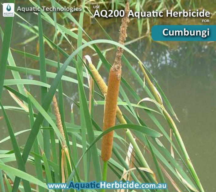 aquatic-technologies-herbicide-cumbungi-01