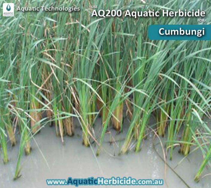 aquatic-technologies-herbicide-cumbungi-03