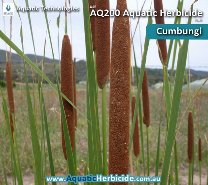 aquatic-technologies-herbicide-cumbungi-04
