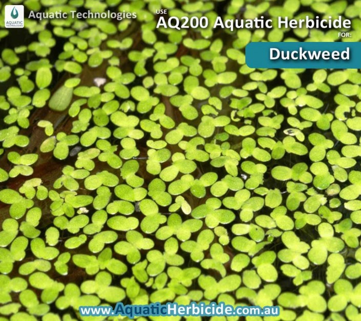 aquatic-technologies-herbicide-duckweed-05