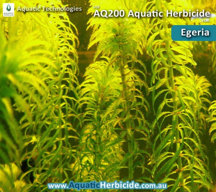 aquatic-technologies-herbicide-egeria-01