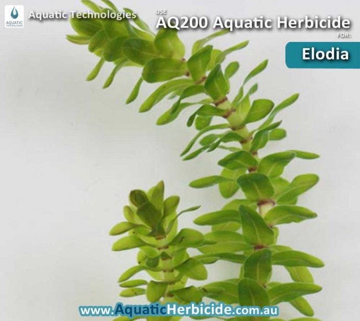 aquatic-technologies-herbicide-elodia-02