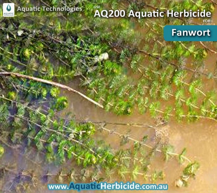 aquatic-technologies-herbicide-fanwort-03