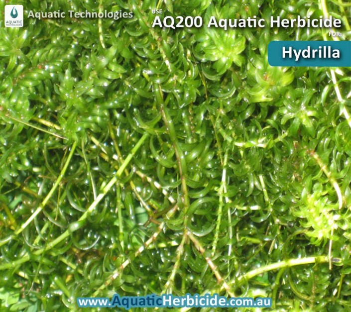 aquatic-technologies-herbicide-hydrilla-05