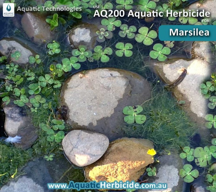 aquatic-technologies-herbicide-marsilea-01