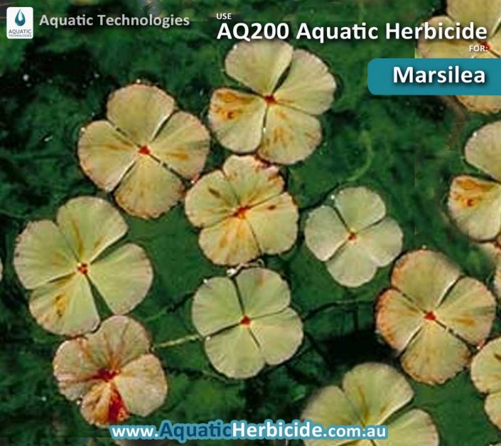 aquatic-technologies-herbicide-marsilea-05