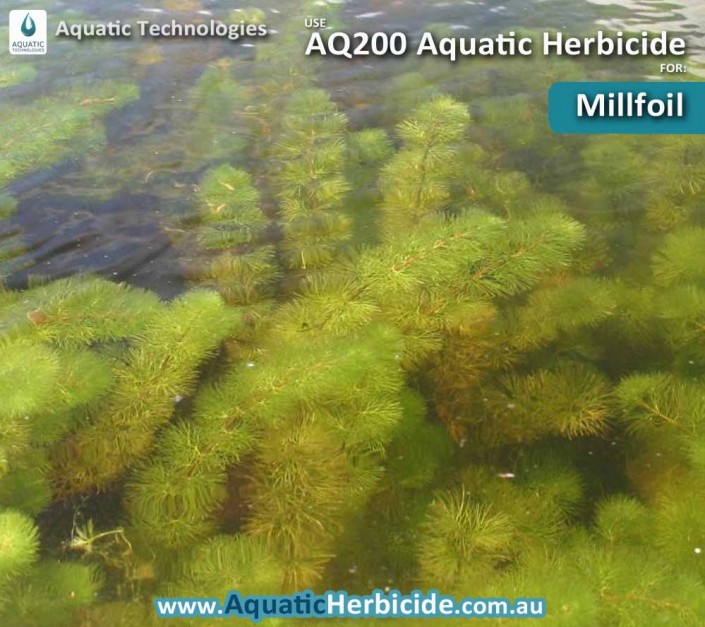 aquatic-technologies-herbicide-millfoil-03