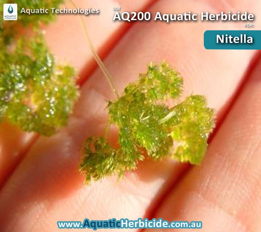 aquatic-technologies-herbicide-nitella-01