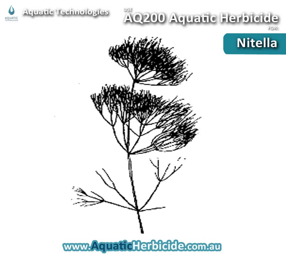 aquatic-technologies-herbicide-nitella-02