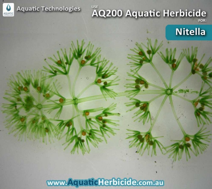 aquatic-technologies-herbicide-nitella-03