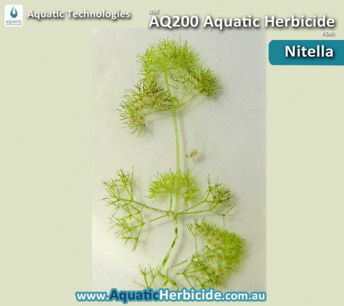 aquatic-technologies-herbicide-nitella-04