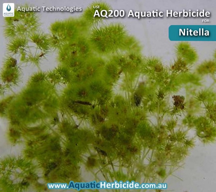 aquatic-technologies-herbicide-nitella-05