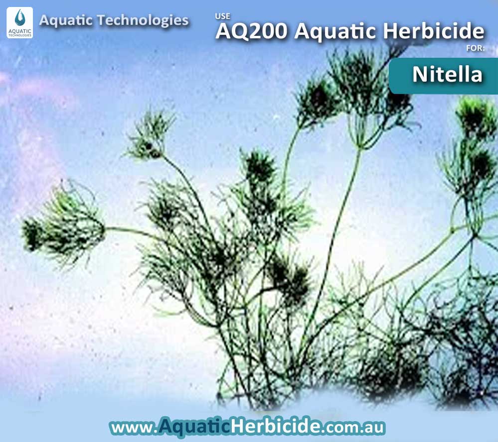 aquatic-technologies-herbicide-nitella-06