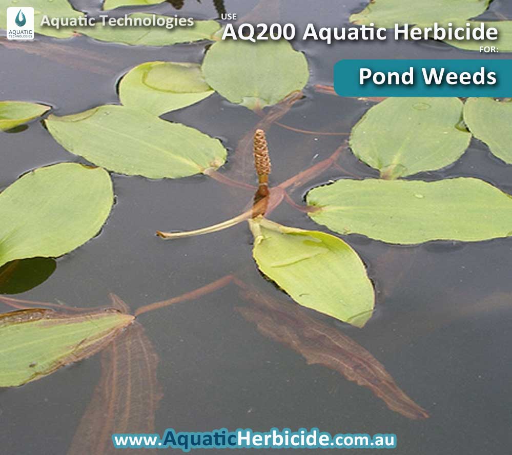 Aquatic Plant Identification Aquatic Weed Control
