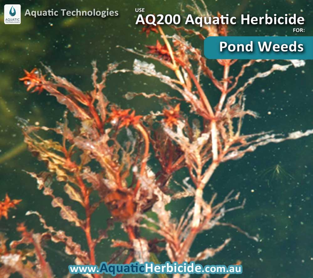 Aquatic Plant Identification Aquatic Weed Control