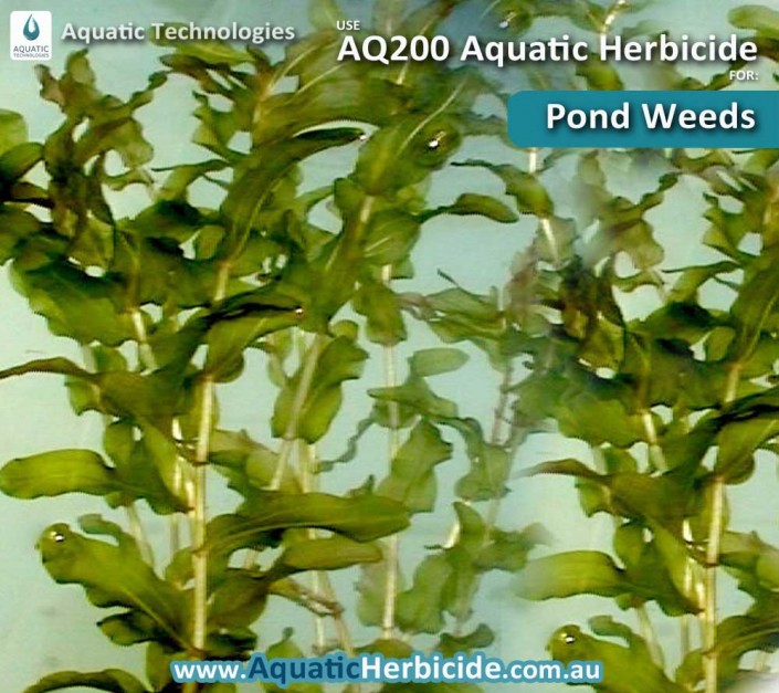 aquatic-technologies-herbicide-pond-weeds-05