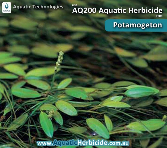 aquatic-technologies-herbicide-potamogeton-01