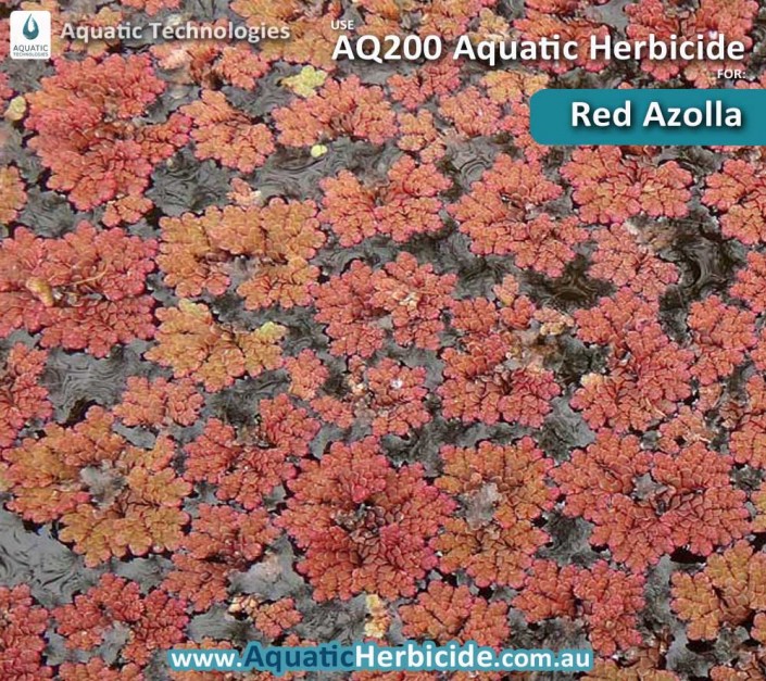 aquatic-technologies-herbicide-red-azolla-02