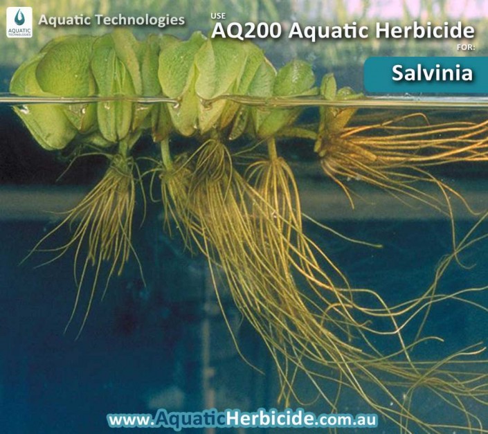 aquatic-technologies-herbicide-salvinia-01