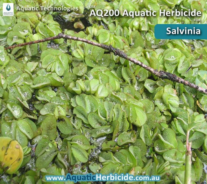 aquatic-technologies-herbicide-salvinia-03