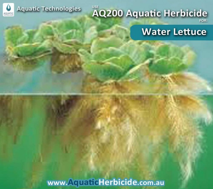aquatic-technologies-herbicide-water-lettuce-03