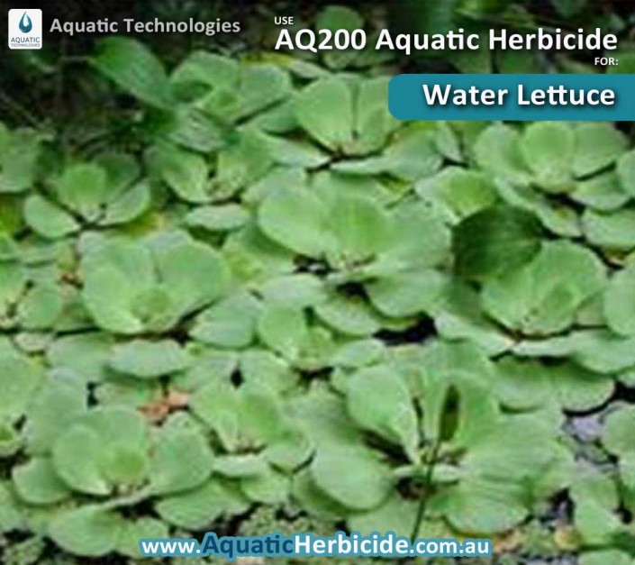 aquatic-technologies-herbicide-water-lettuce-05