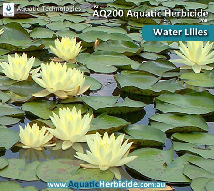 aquatic-technologies-herbicide-water-lilies-02