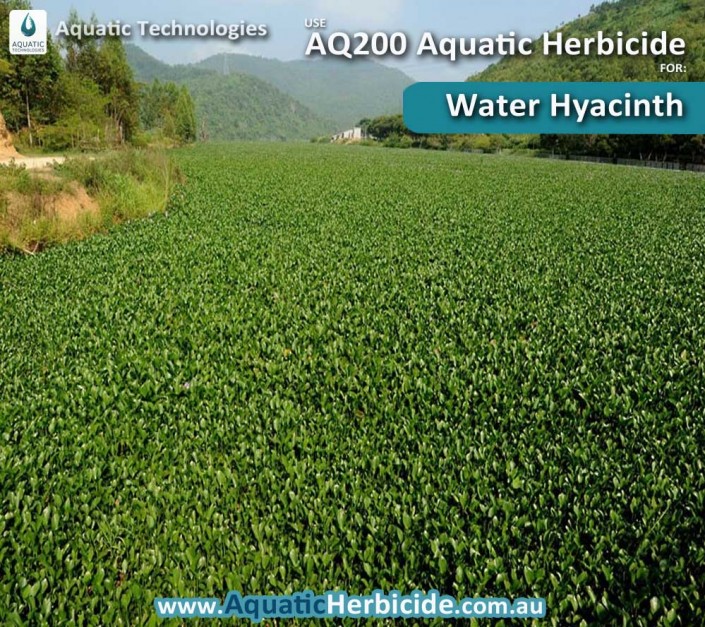 aquatic-technologies-herbicide-waterhyacinth-02