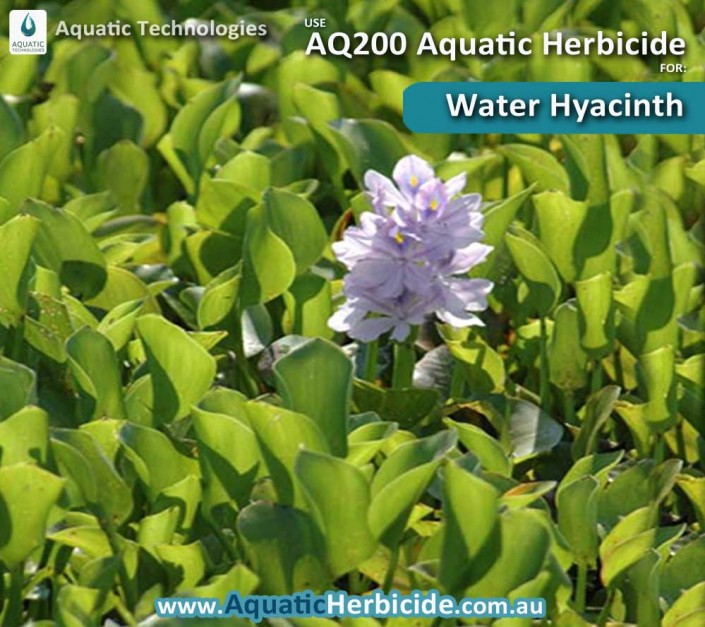 aquatic-technologies-herbicide-waterhyacinth-05