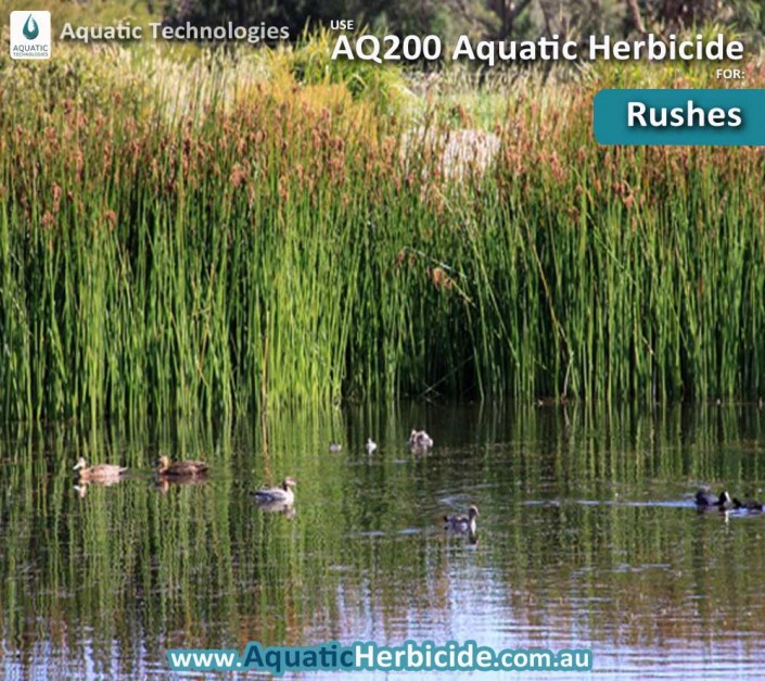 aquatic-technologies-herbicide-common-rush-01
