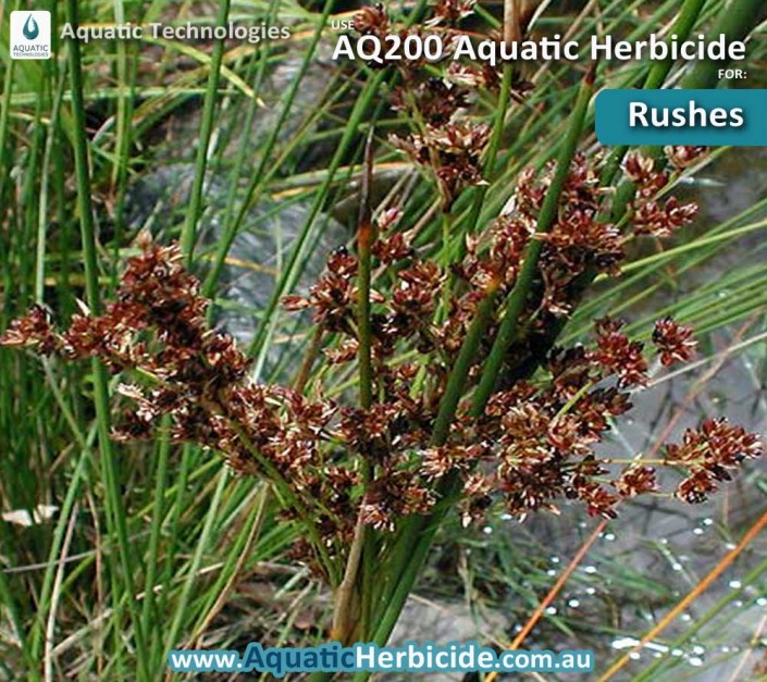 aquatic-technologies-herbicide-common-rush-03