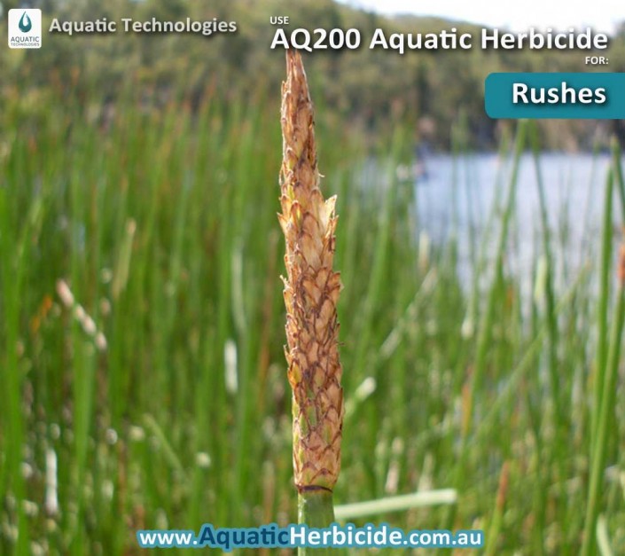 aquatic-technologies-herbicide-common-rush-04
