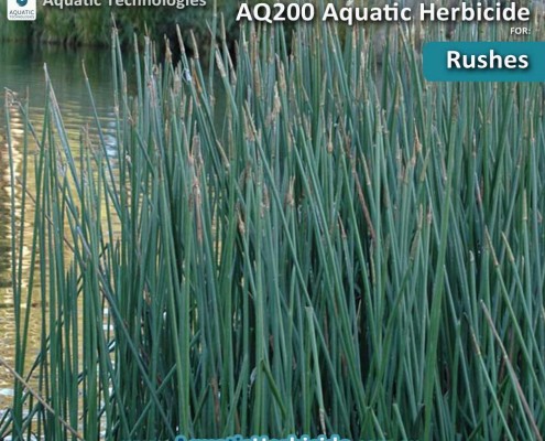 Floating Aquatic Weeds - Aquatic Weed Control