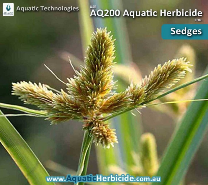 aquatic-technologies-herbicide-sedge-01