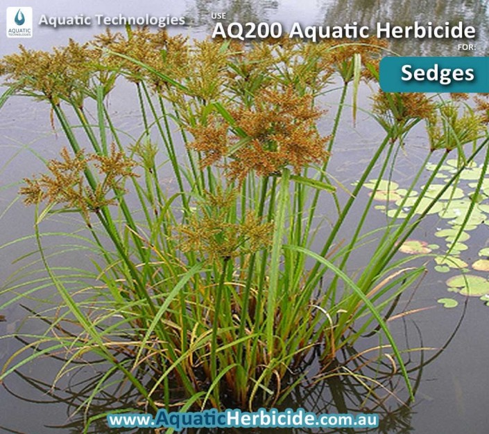 aquatic-technologies-herbicide-sedge-03