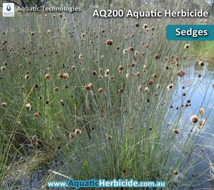 aquatic-technologies-herbicide-sedge-06