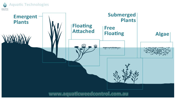 aquatic-technologies-plant-identification-service