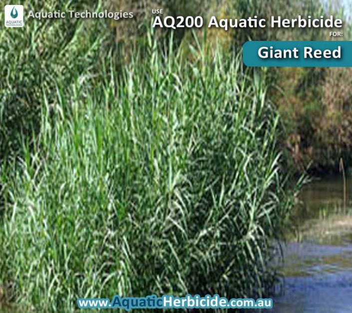aquatic-technologies-herbicide-giant-reed-06