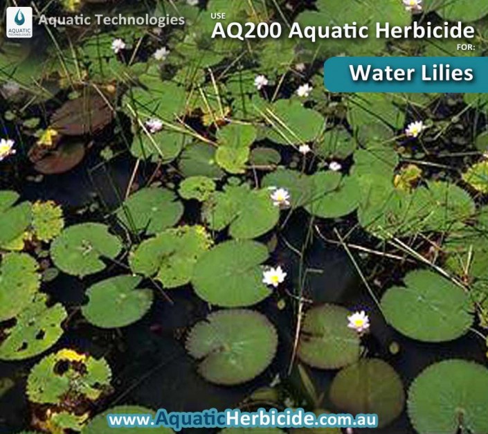 aquatic-technologies-herbicide-water-lilies-03