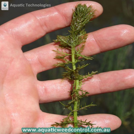 aquatic-technologies-types-of-weeds