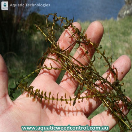aquatic-technologies-weed-identification-service